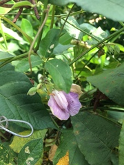 Centrosema pubescens