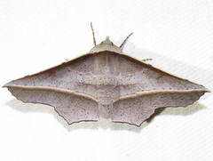 Oenochroma vetustaria