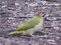 Picus vaillantii