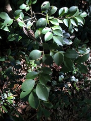 Ilex goshiensis