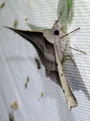 Oenochroma vetustaria