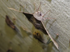 Oenochroma vetustaria