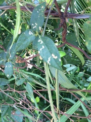 Centrosema pubescens