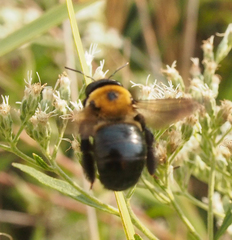 Xylocopa virginica