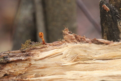 Ophiocordyceps variabilis