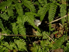 Pieris