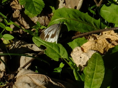 Pieris