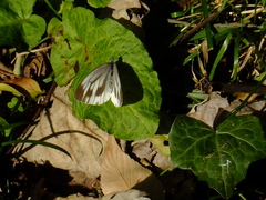 Pieris