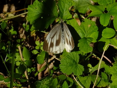 Pieris