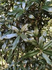 Quercus sessilifolia