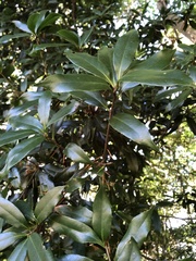 Quercus sessilifolia