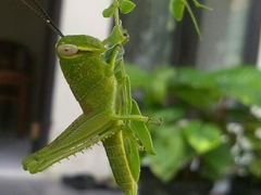 Valanga