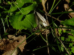 Pieris