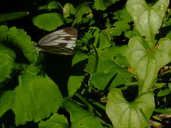 Pieris