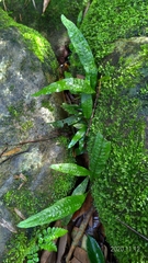 Leptochilus pteropus