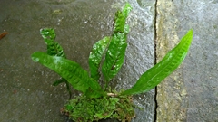 Leptochilus pteropus