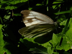 Pieris