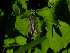 Pieris