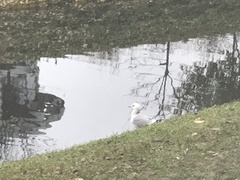 Larus canus