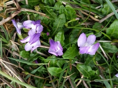 Mazus pumilio