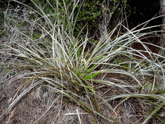 Astelia graminea