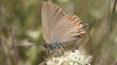 Satyrium esculi
