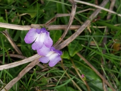 Mazus pumilio