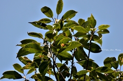 Lithocarpus brevicaudatus