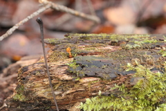 Ophiocordyceps variabilis