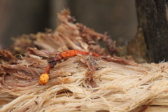 Ophiocordyceps variabilis