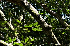 Lithocarpus brevicaudatus