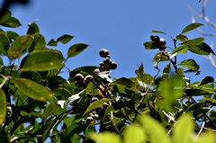 Lithocarpus brevicaudatus