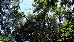 Lithocarpus brevicaudatus