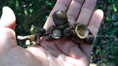 Lithocarpus brevicaudatus