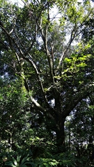Lithocarpus brevicaudatus