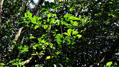 Lithocarpus brevicaudatus