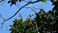 Lithocarpus brevicaudatus