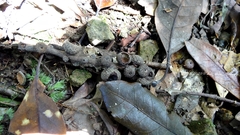 Lithocarpus brevicaudatus