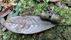 Lithocarpus brevicaudatus