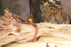 Ophiocordyceps variabilis