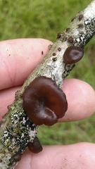 Exidia recisa image