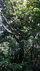 Lithocarpus brevicaudatus