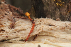 Ophiocordyceps variabilis