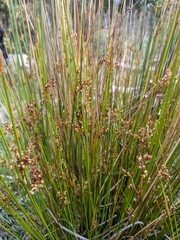 Juncus pauciflorus
