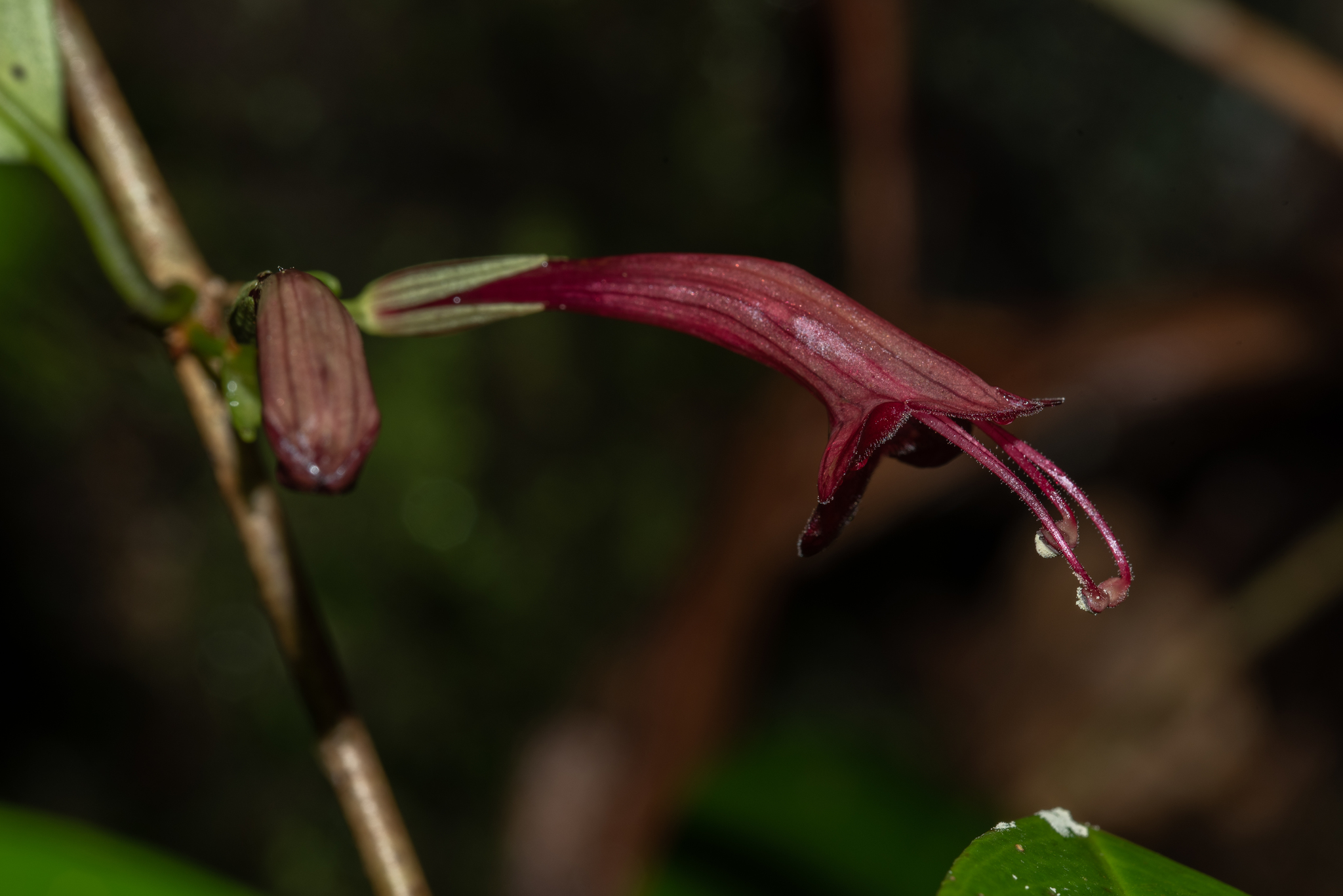 Aeschynanthus wardii