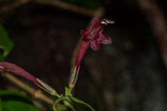Aeschynanthus wardii