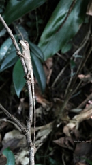 Diploderma polygonatum xanthostomum