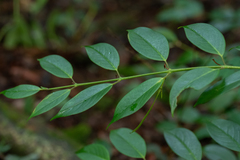 Aeschynanthus wardii