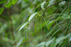Aeschynanthus wardii