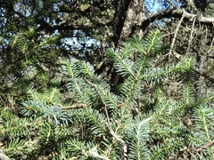 Abies vejarii